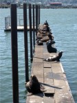 sealions