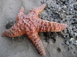 starfish