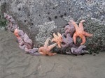 starfish2